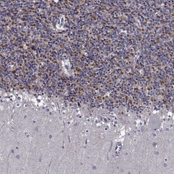 TMEM266 Antibody, Novus Biologicals:Antibodies:Primary Antibodies